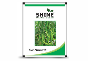 Chilli-Shine 610 F1(10 gm)